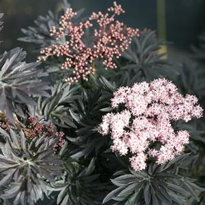 STRAIT LACED® UPRIGHT ELDERBERRY