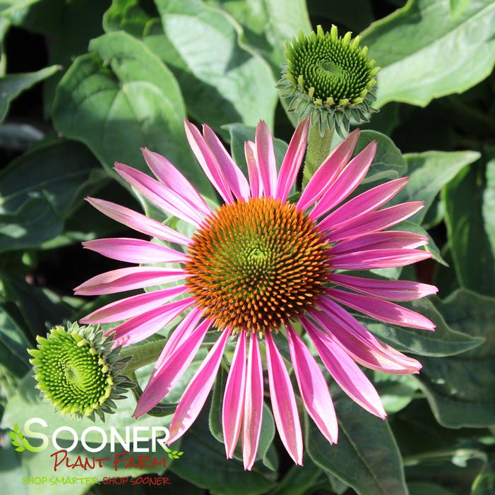 GREEN TWISTER CONEFLOWER