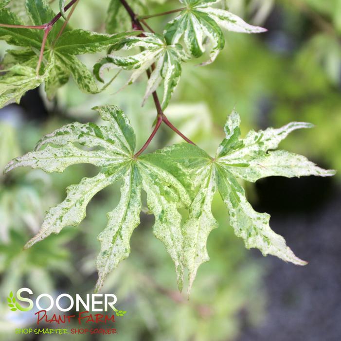 FLOATING CLOUD UPRIGHT JAPANESE MAPLE