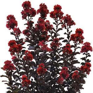 THUNDERSTRUCK™ RUMBLIN' RED™ CRAPE