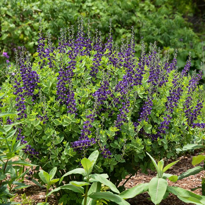 DECADENCE® SPARKLING SAPPHIRES FALSE INDIGO