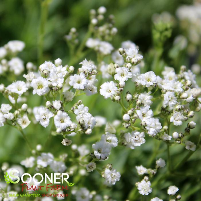 FESTIVAL STAR® BABY'S BREATH
