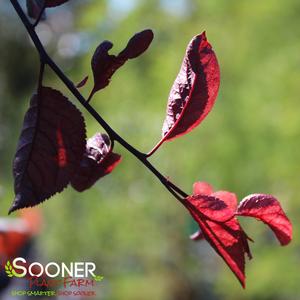 PURPLE PLUNGE® ORNAMENTAL WEEPING PLUM