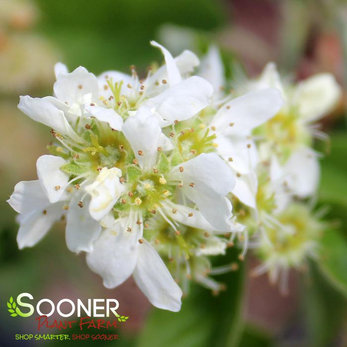 REGENT SERVICEBERRY
