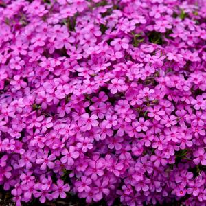 SPRING BLING RUBY RIOT HYBRID SPRING PHLOX