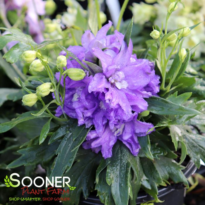 NEW MILLENNIUM™ MINI STARS DELPHINIUM