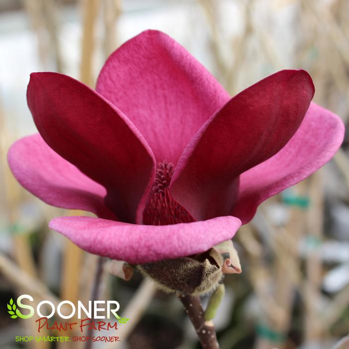 GENIE MAGNOLIA
