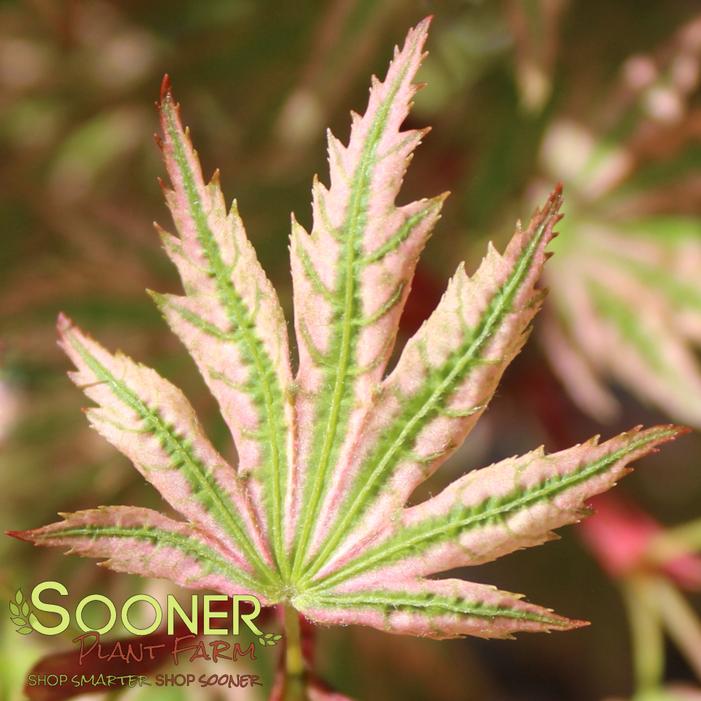 HIGASA YAMA UPRIGHT JAPANESE MAPLE