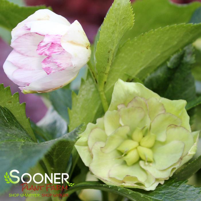 WEDDING PARTY® BLUSHING BRIDESMAID LENTEN ROSE