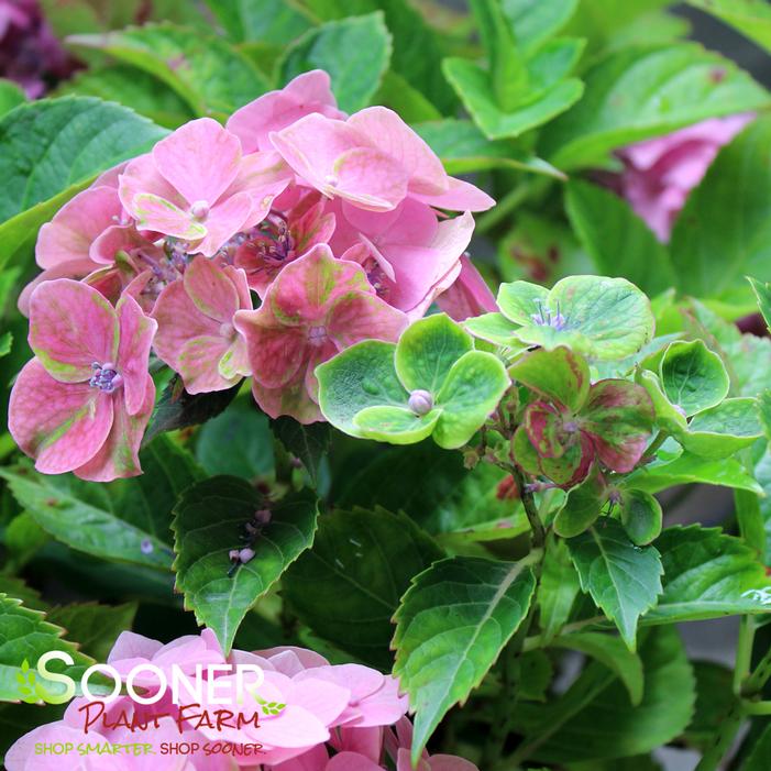 FROGGIE™ HYDRANGEA