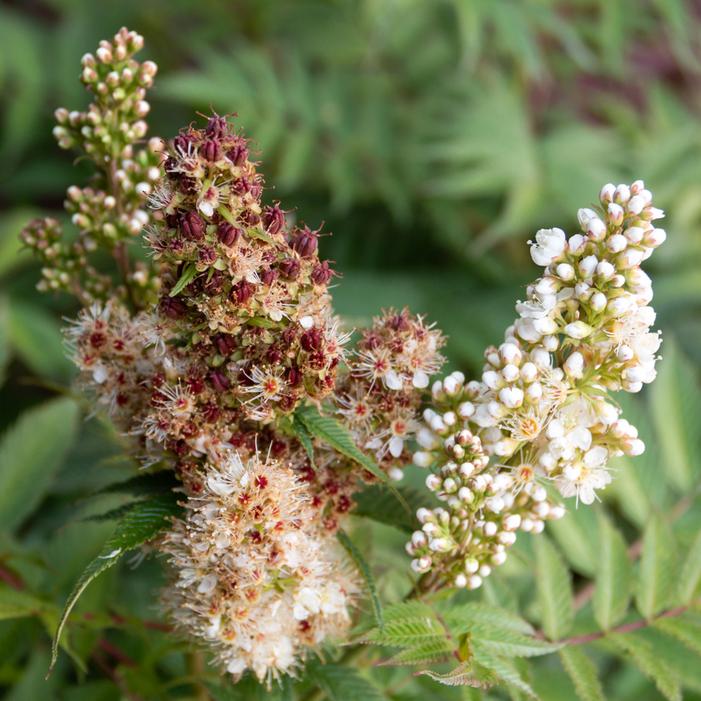 CHERRY ON TOP™ SORBARIA