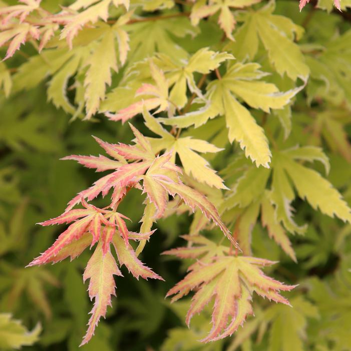 METAMORPHOSA® UPRIGHT JAPANESE MAPLE