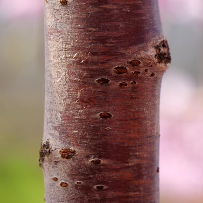 PINK SNOW SHOWERS™ WEEPING CHERRY