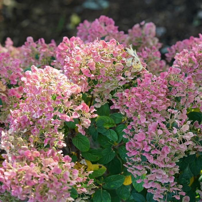 TINY QUICK FIRE® HYDRANGEA
