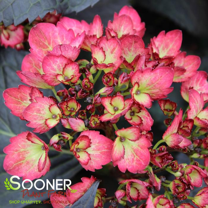 ECLIPSE® HYDRANGEA