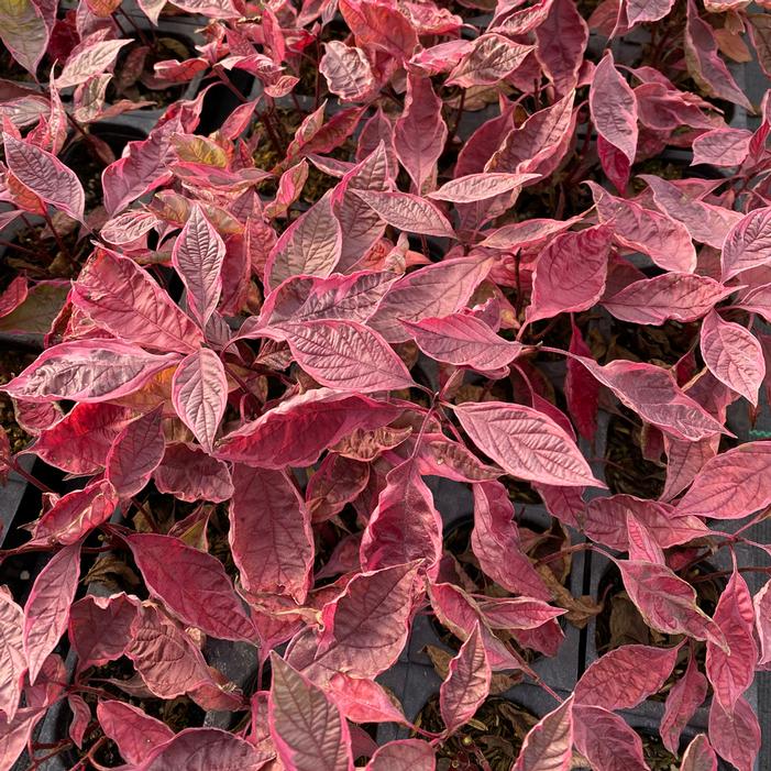 SGT. PEPPER™ DOGWOOD