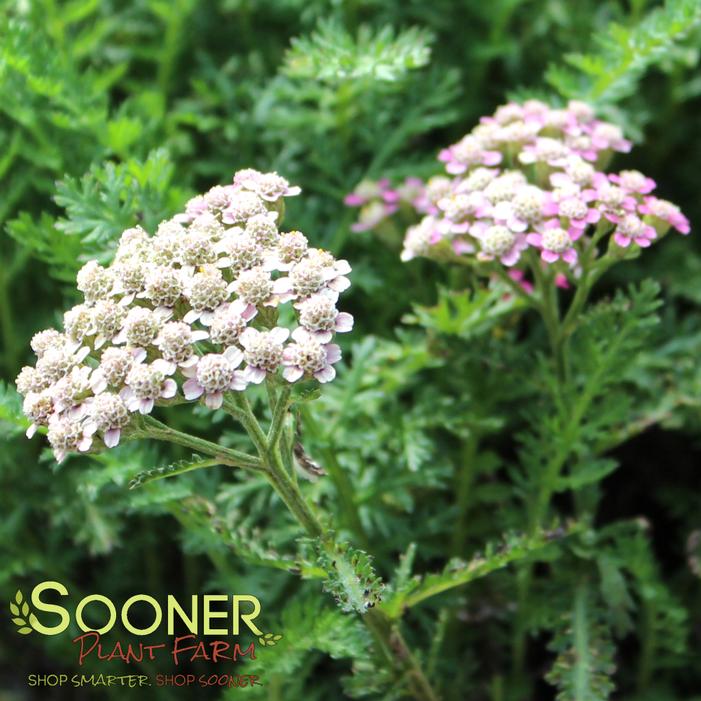 Image property of Sooner Plant Farm, Inc.