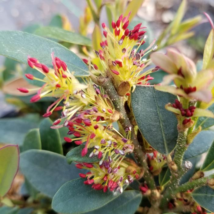 BUCKHEAD™ BOLD DISTYLIUM