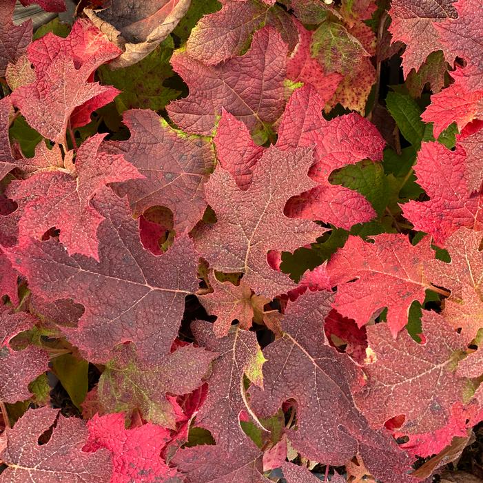 GATSBY GLOW BALL™ OAKLEAF HYDRANGEA