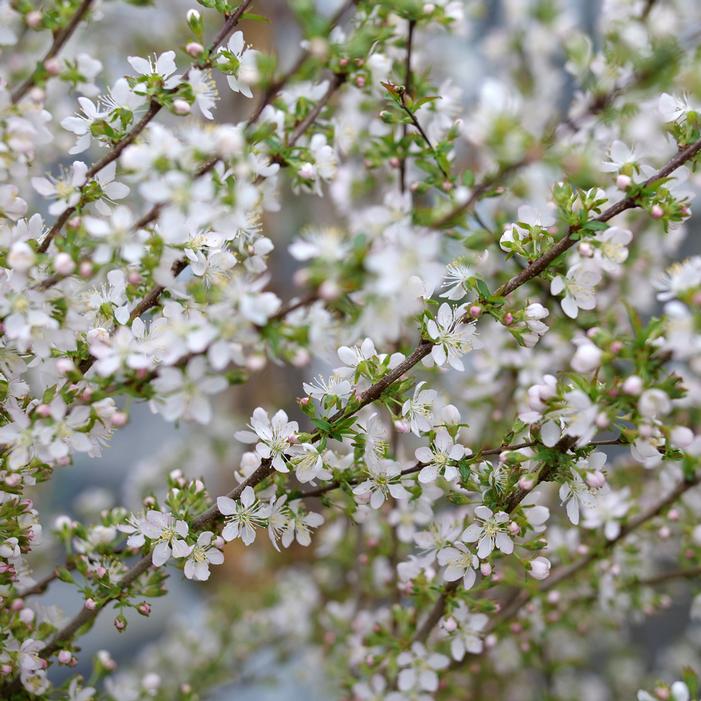 EASY AS PIE™ SOUR BUSH CHERRY