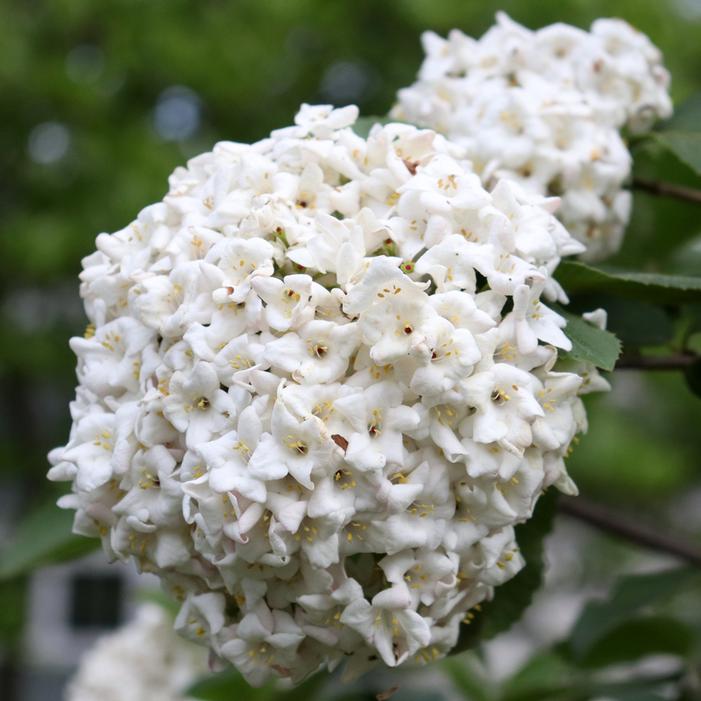 SPICE COWBOY™ KOREAN VIBURNUM