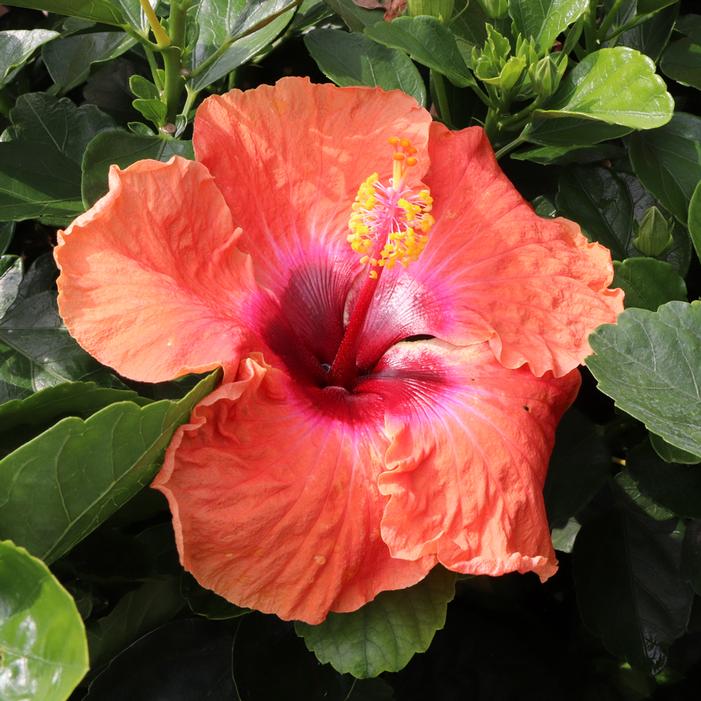 HOLLYWOOD® DISCO DIVA™ TROPICAL HIBISCUS