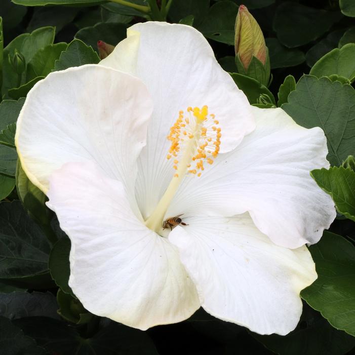 HOLLYWOOD® EARTH ANGEL™ TROPICAL HIBISCUS