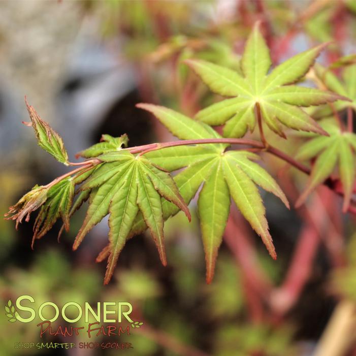 SIR DAMON CORAL BARK UPRIGHT JAPANESE MAPLE