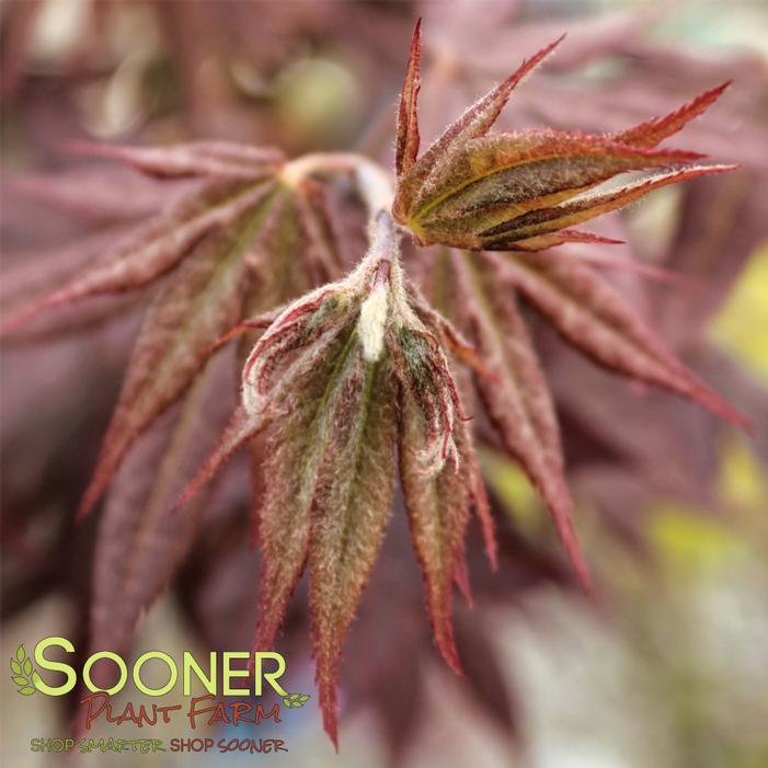MAHOGANY JAPANESE MAPLE