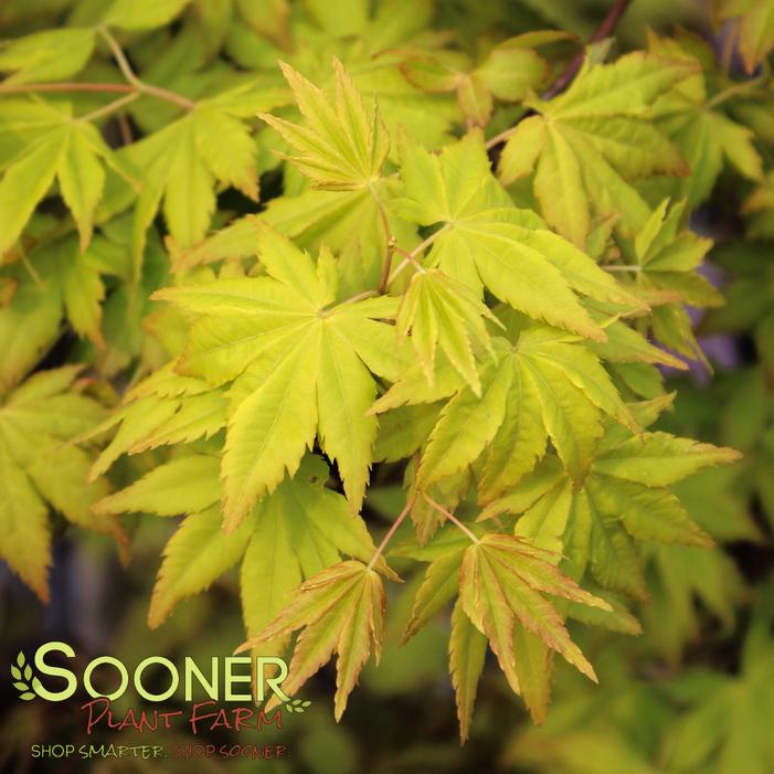 DRAGON MASTER DWARF WEEPING JAPANESE MAPLE