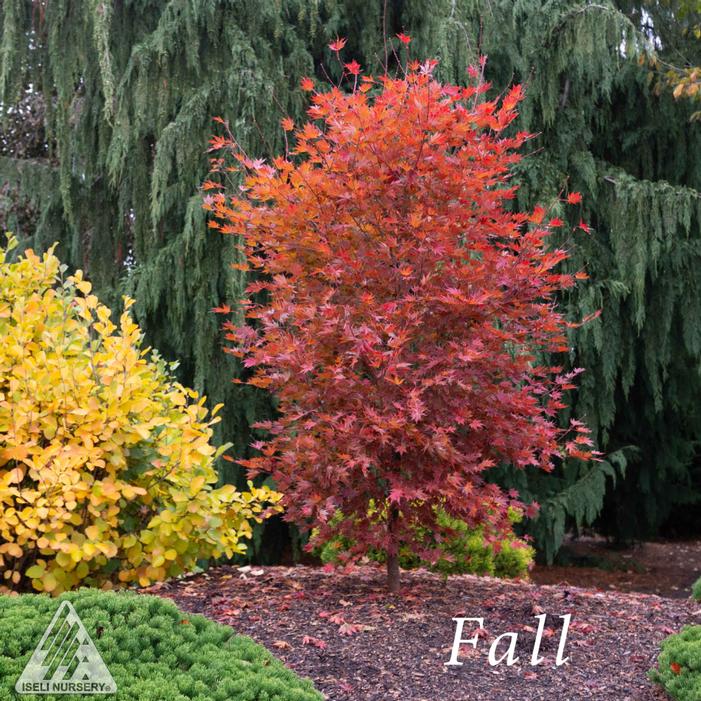 ALPENGLOW® MAPLE