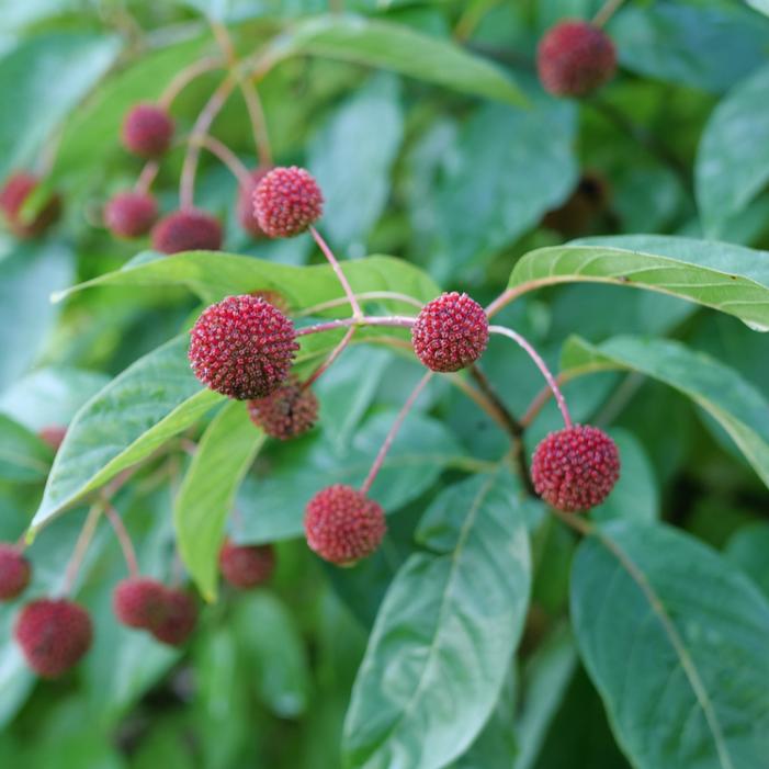 SUGAR SHACK® 2.0 BUTTONBUSH