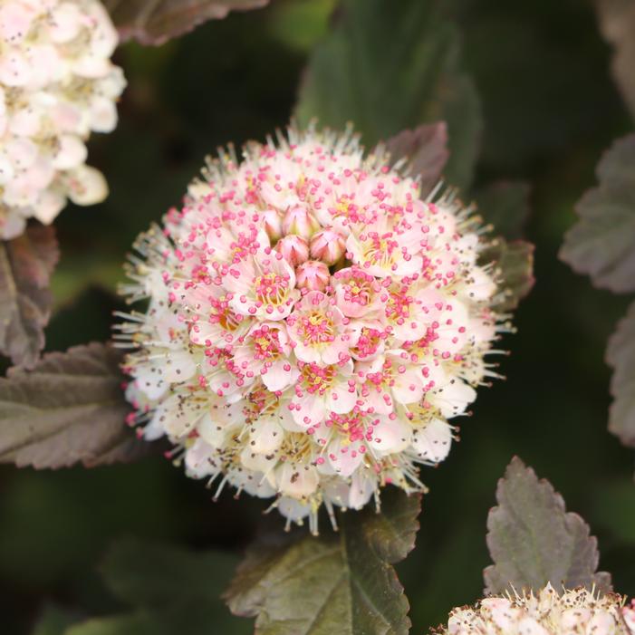 SUMMER WINE® ROSÉ NINEBARK