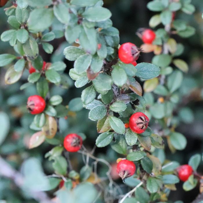SILVERSTONE™ COTONEASTER