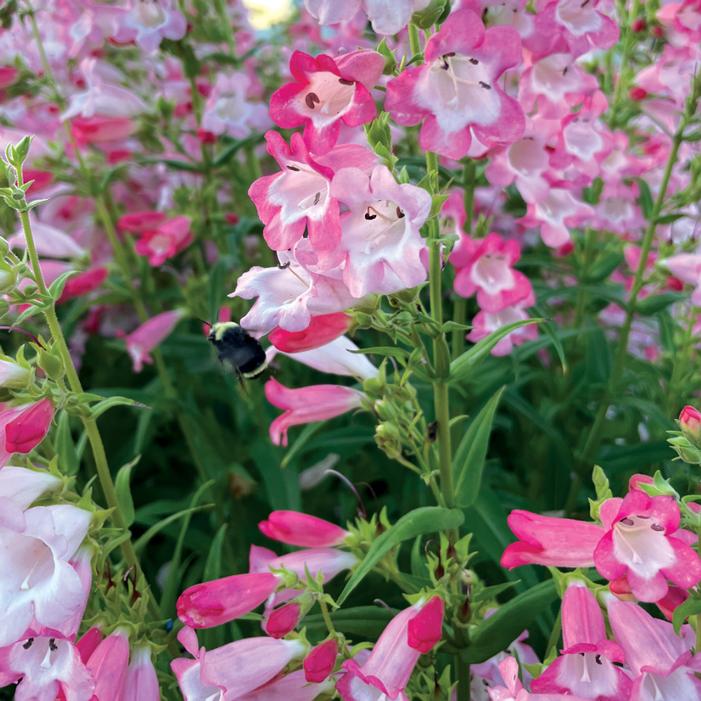 FLOCK OF FLAMINGOS BEARDTONGUE