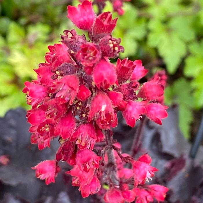 BLACK FOREST CAKE CORAL BELLS