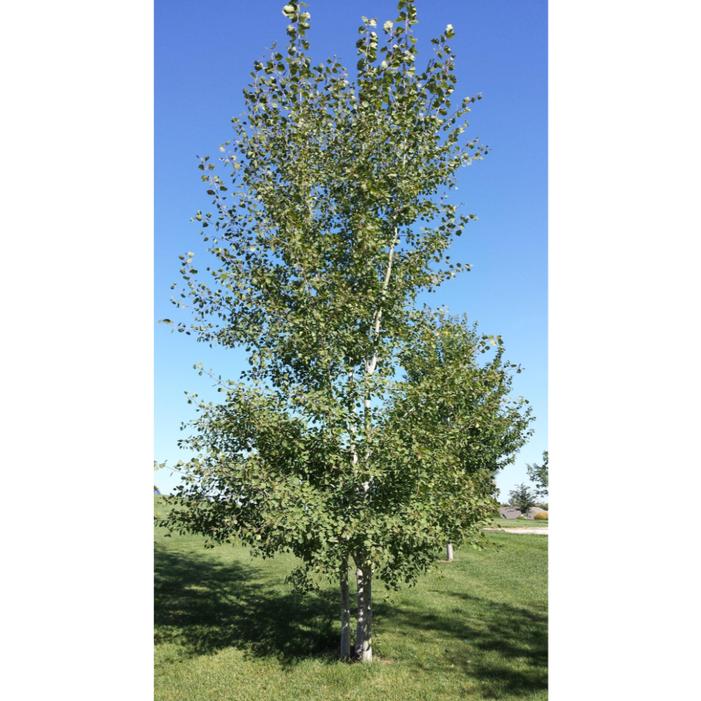 PRAIRIE GOLD® ASPEN