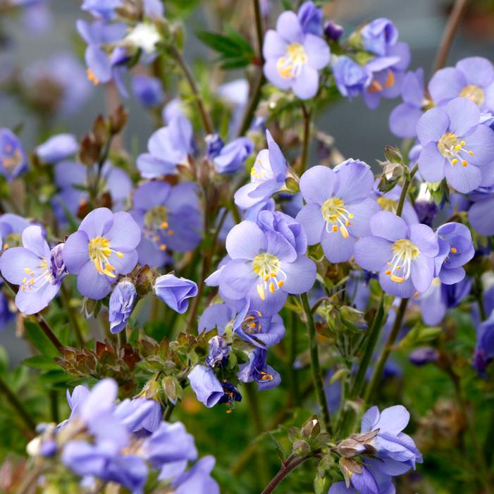 HURRICANE RIDGE JACOB'S LADDER