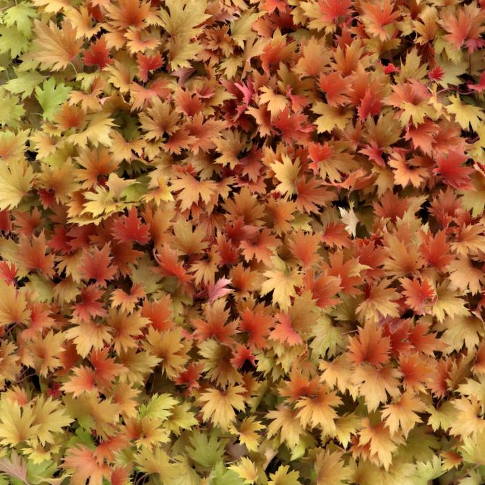 Heuchera villosa 'Amber'