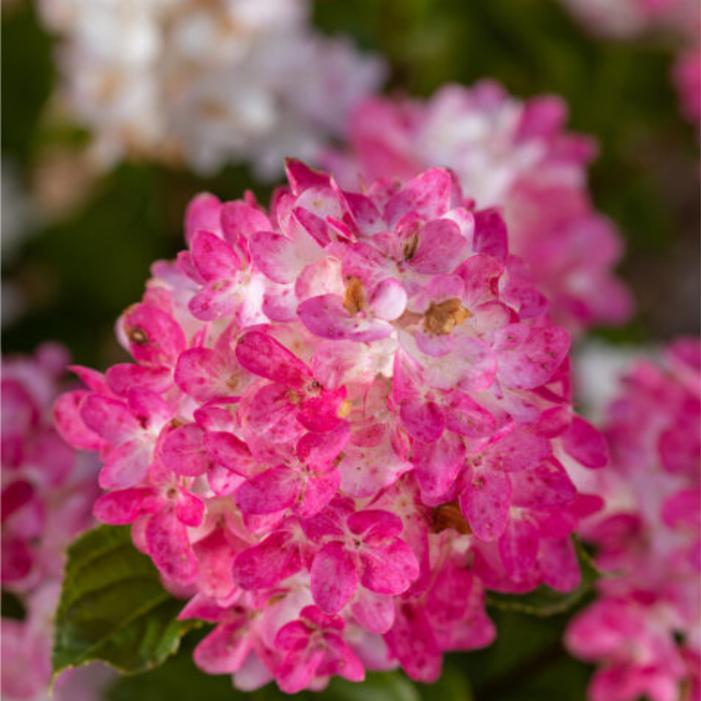 Hydrangea paniculata 'Bailpanthree'