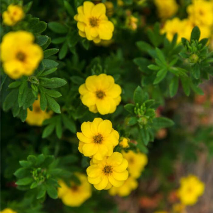 Potentilla fruticosa 'Bailpine'