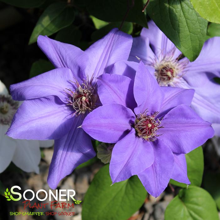 RAMONA CLEMATIS