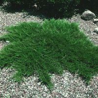 BROADMOOR JUNIPER