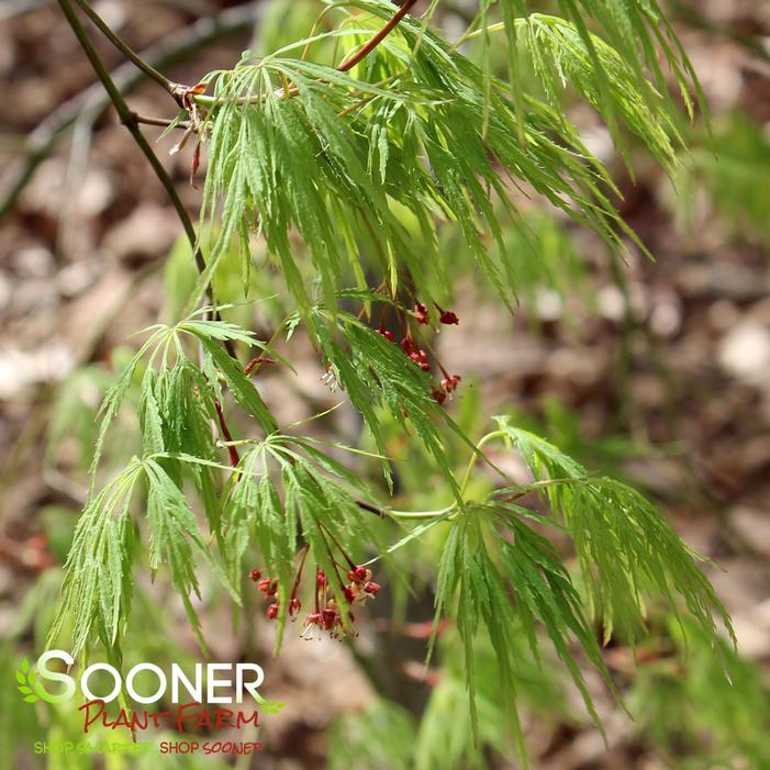 VIRIDIS WEEPING JAPANESE MAPLE