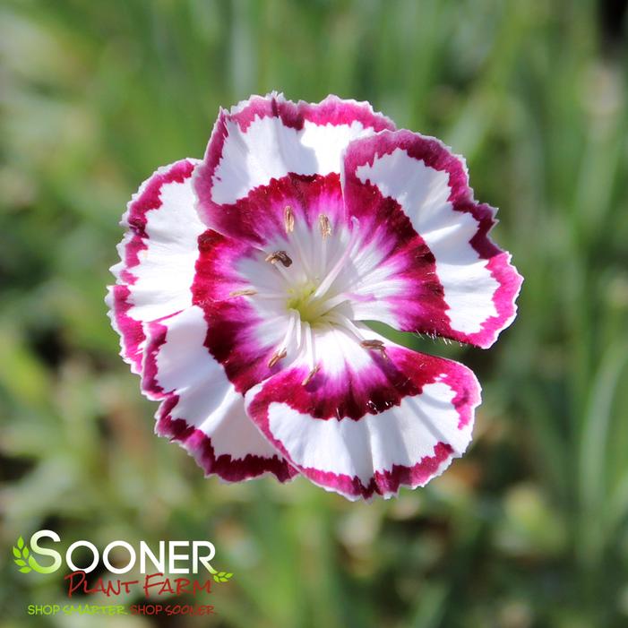 RASPBERRY SWIRL DIANTHUS