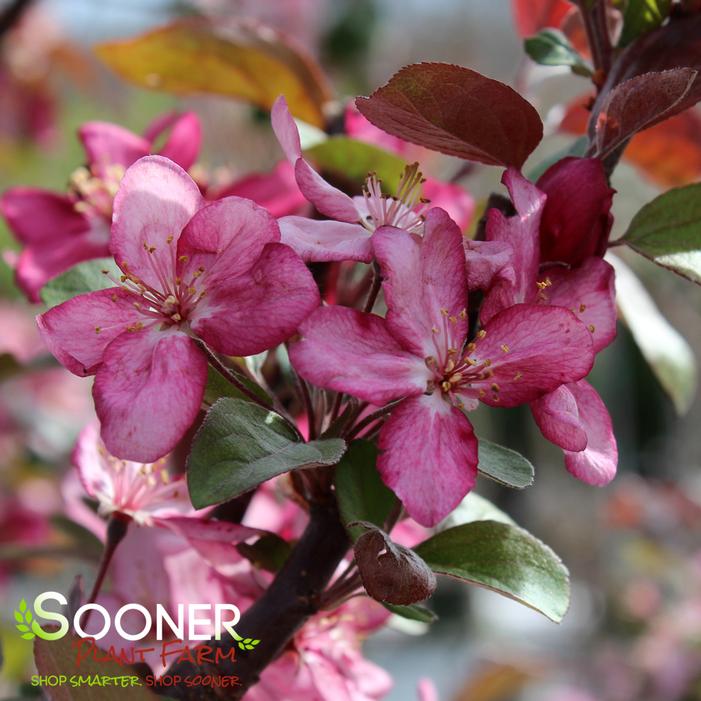 ROBINSON CRABAPPLE