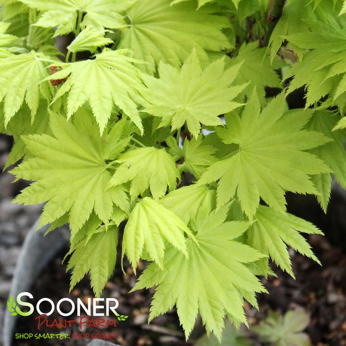 GOLDEN FULL MOON UPRIGHT JAPANESE MAPLE