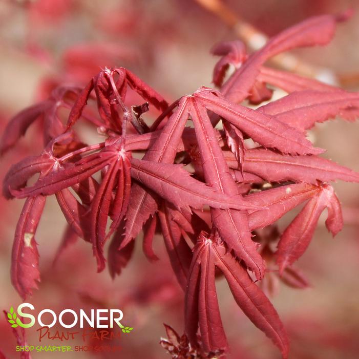 SKEETER'S BROOM UPRIGHT JAPANESE MAPLE