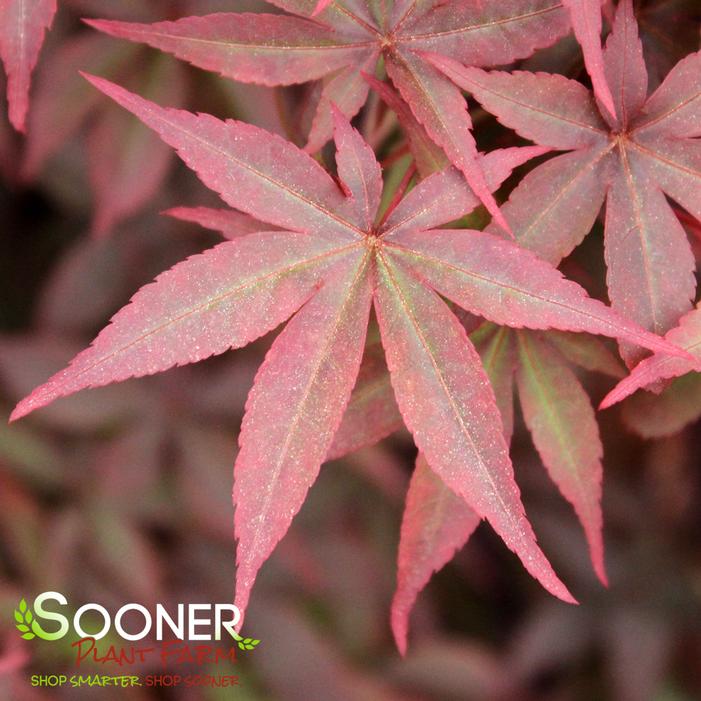 TWOMBLY'S RED SENTINEL UPRIGHT JAPANESE MAPLE