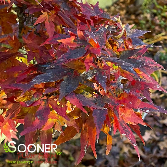 MIKAWA YATSUBUSA DWARF UPRIGHT JAPANESE MAPLE